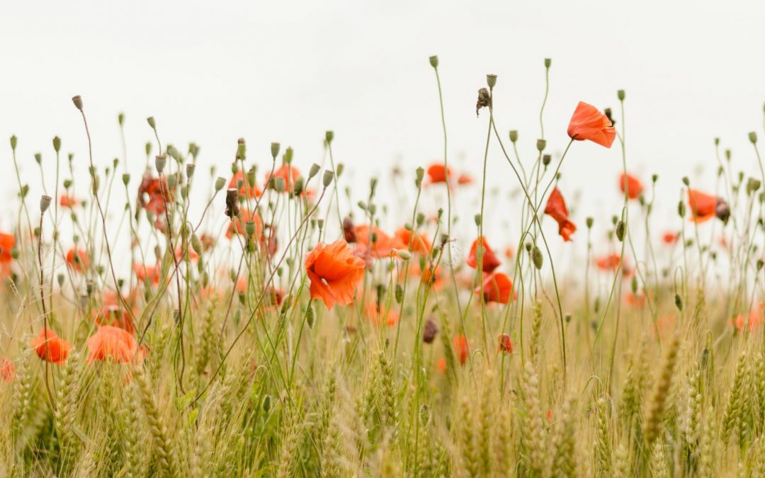 Seaforth Cemetery, Cheddar Villa